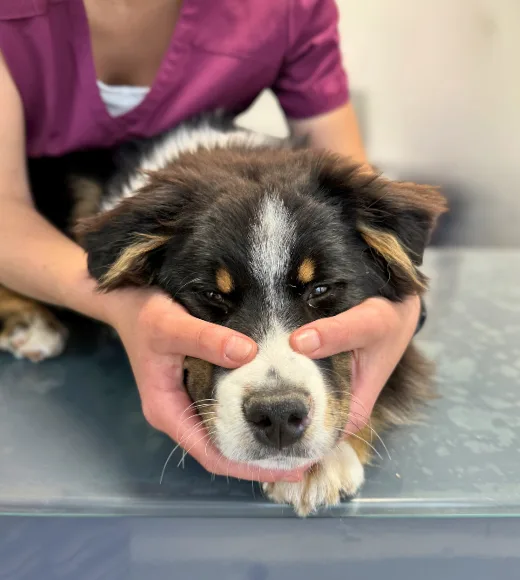 Ostéopathe animalier avec un chien en situation d'examen visuel et palpatoire de l’animal