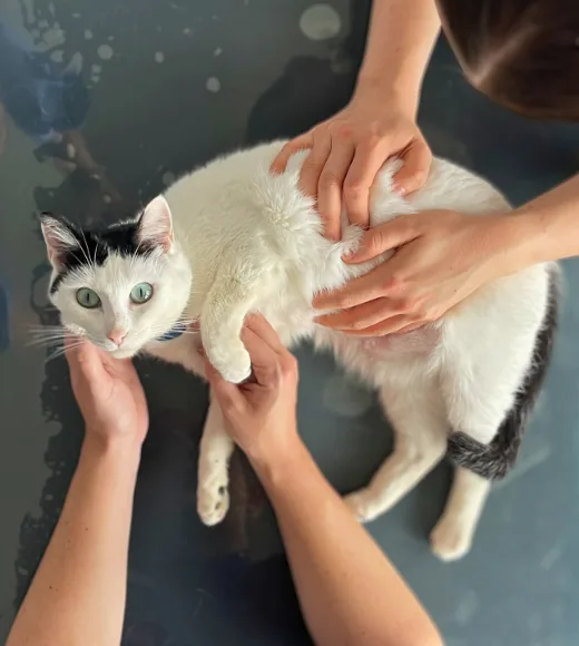 Ostéopathe animalier avec un chat en situation d'examen visuel et palpatoire de l’animal