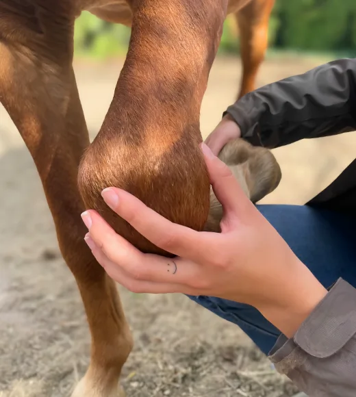 Ostéopathe animalier avec un cheval en situation d'examen visuel et palpatoire de l’animal