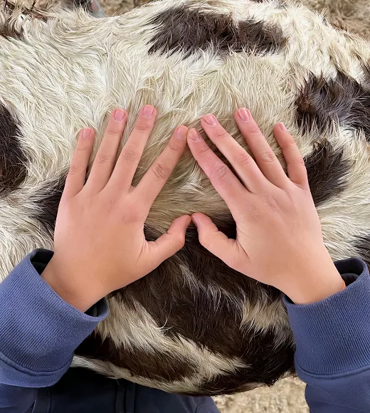 Ostéopathe animalier en situation d'examen visuel et palpatoire de l’animal